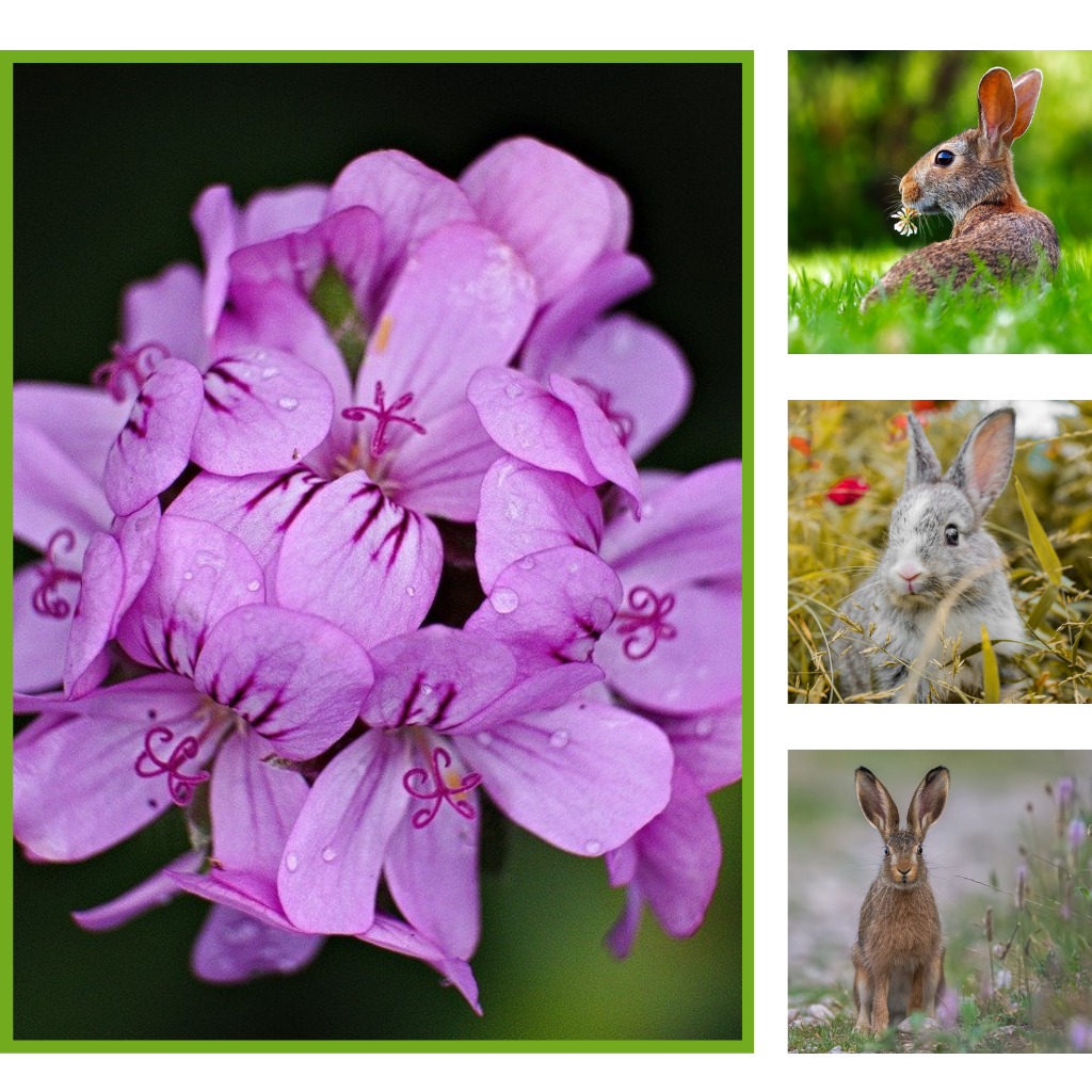 Do Rabbits Eat Zinnias? (2023)