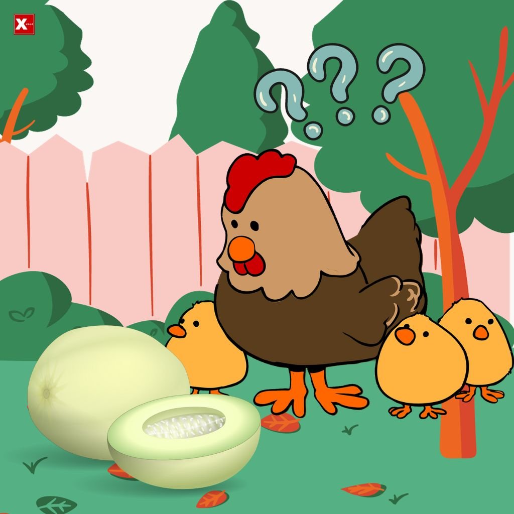 Several cartoon chickens discovered cantaloupe and wanted to eat it-x-abcd.com