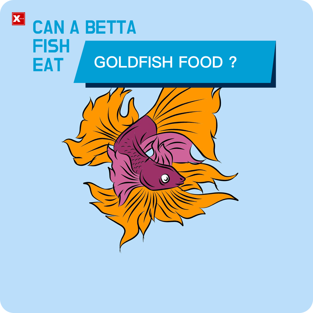 can a betta fish eat goldfish food