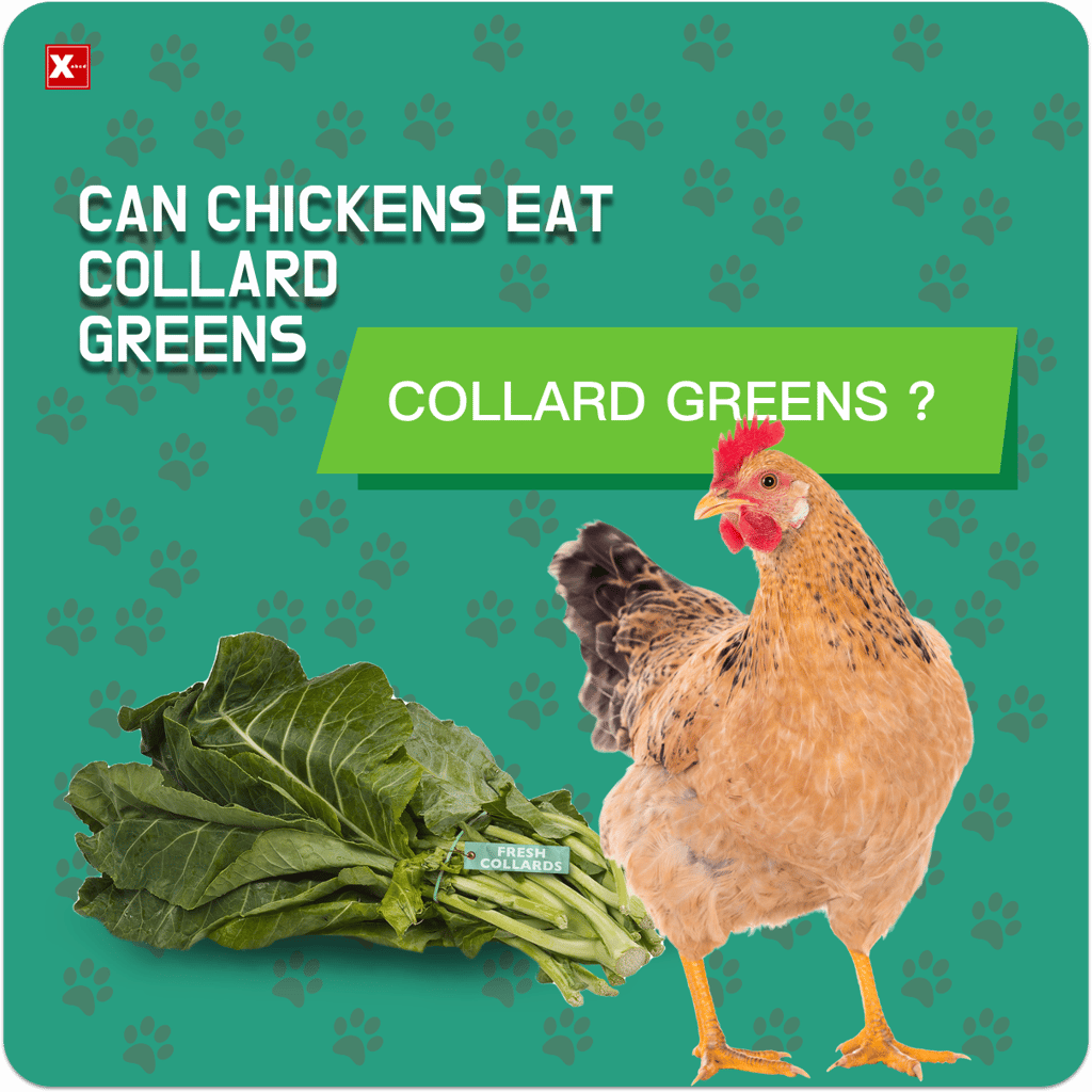 can chickens eat collard greens