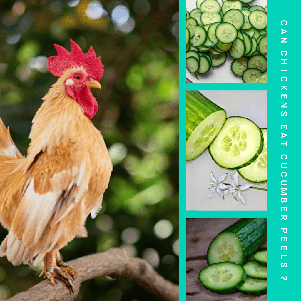 can chickens eat cucumber peelings