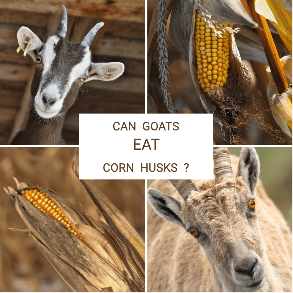 can goats eat corn husks