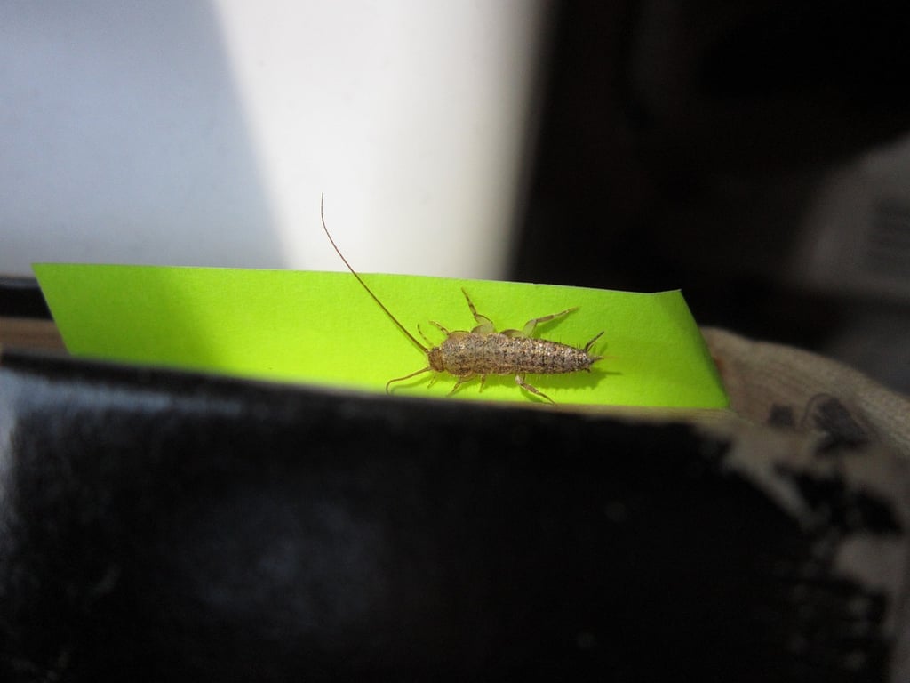 Do LED Lights Attract Silverfish? Unveiling the Myth