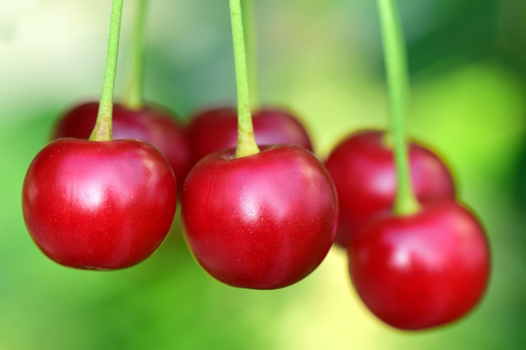 Can Hamsters Eat Cherries? Exploring the Facts and Risks (Vet-Approved)