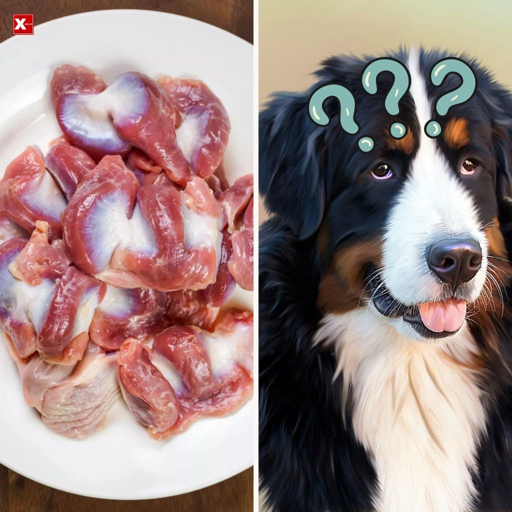 how-to-cook-chicken-gizzards-for-dogs-patchpuppy