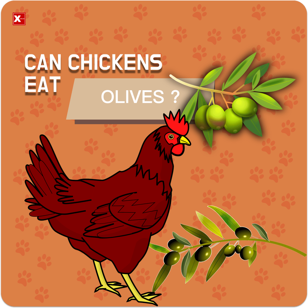 can chickens eat olives