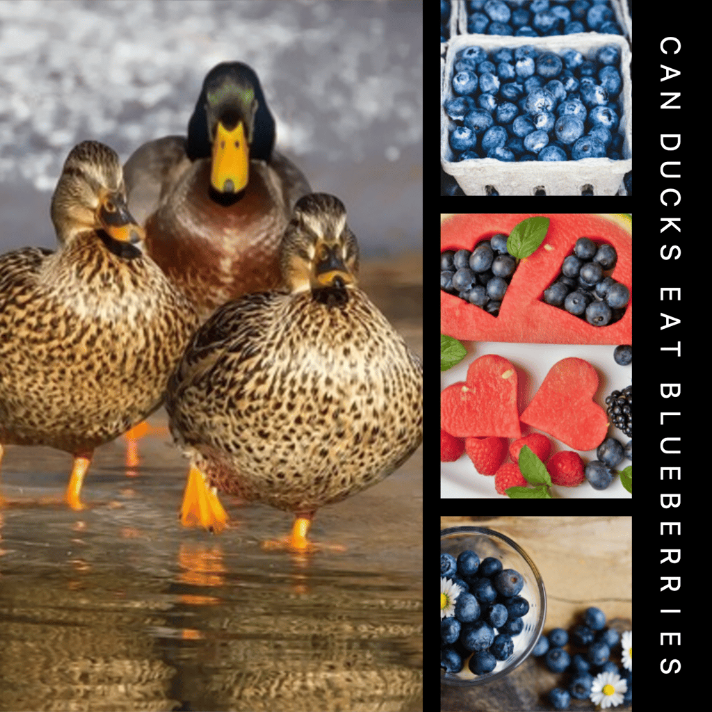 Can Ducks Eat Blueberries
